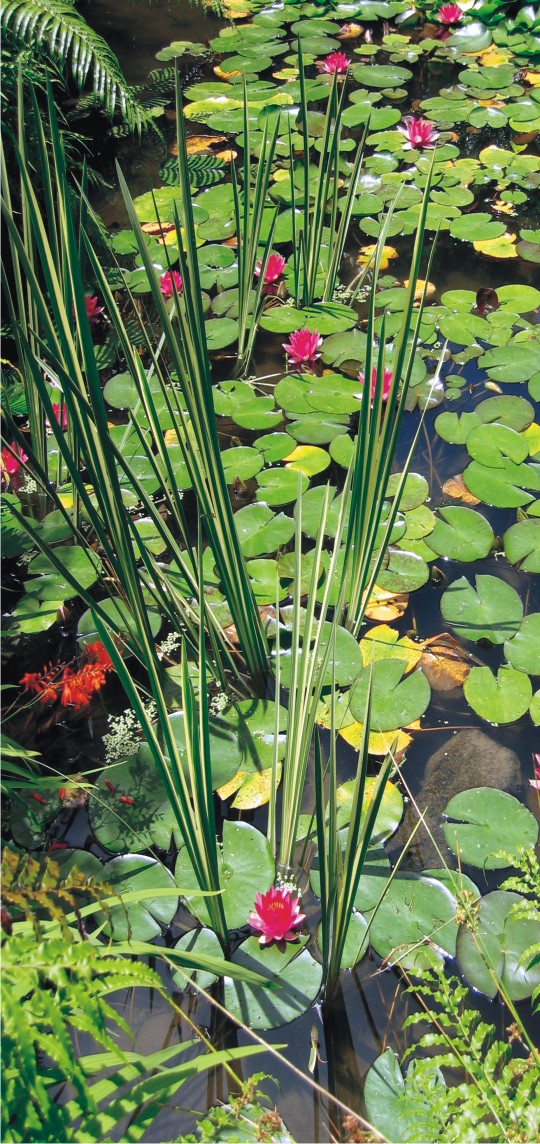 Rapaura Water Gardens Thames